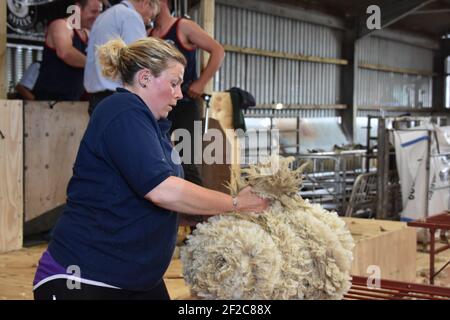 Schafscheren Wettbewerbe bei der Royal Highland Show Stockfoto