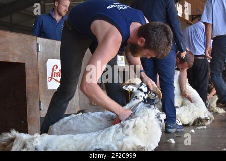 World Blade Champion, Allan Oldfield aus Neuseeland, Scheren Schafe auf der Royal Highlnd Show, Schottland Stockfoto