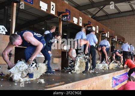 Schafscheren Wettbewerbe bei der Royal Highland Show Stockfoto