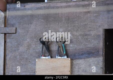 Schafscheren Wettbewerbe bei der Royal Highland Show Stockfoto