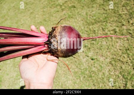 Rote Rüben Wurzel Gemüse frisch gezupft aus Küche Garten Bauernhof Hinterhof. Weibliche Person hält frische Rote Bete vegetanle Pflanze von der Wurzel bis lea Stockfoto