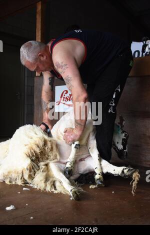 Mark Armstrong Schafe scheren bei der Royal Highland Show Stockfoto