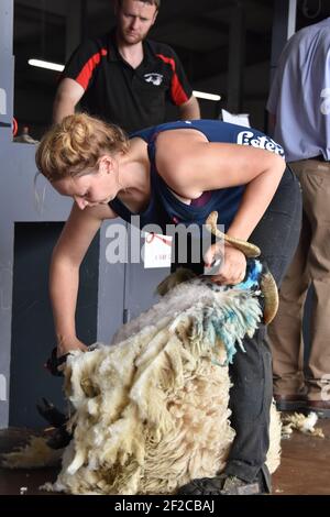 Katie Reid Schafscheren bei der Royal Highland Show Stockfoto