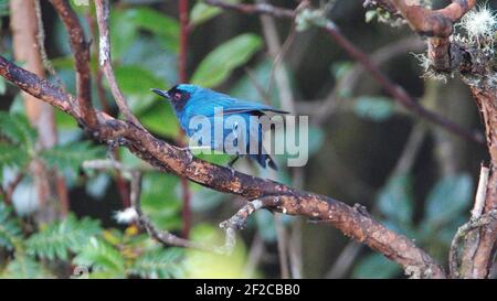 Maskierter Blütenpiercer (Diglossa cyanea) in einem Baum im Yanacocha Reservat, außerhalb von Quito, Ecuador Stockfoto