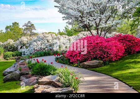 Gebogener Weg durch die Ufer von Azeleas und unter Dogwood Bäume Mit Tulpen unter blauem Himmel - Schönheit in der Natur Stockfoto