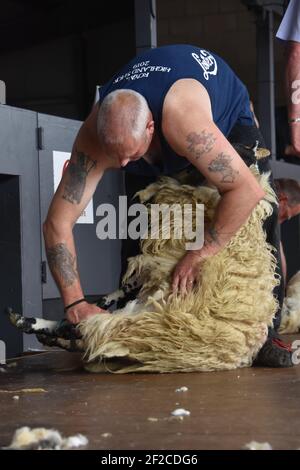 Mark Armstrong Blade Shearing auf der Royal Highland Show 2019 Stockfoto