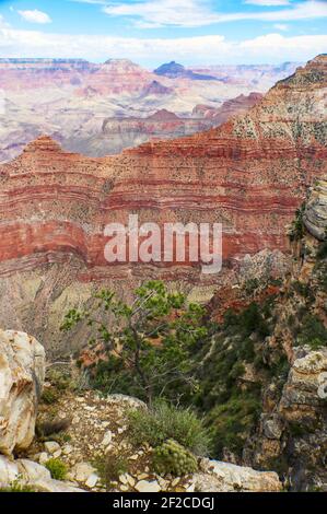 Exponierte Schichten geologischer Schichten im Grand Canyon mit Mesas im Hintergrund und Felsen und eine Kiefer Im Vordergrund Stockfoto