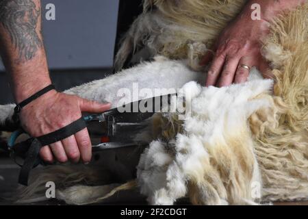 Mark Armstrong Blade Shearing auf der Royal Highland Show 2019 Stockfoto