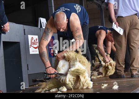 Klinge scheren bei der Royal Highland Show Stockfoto