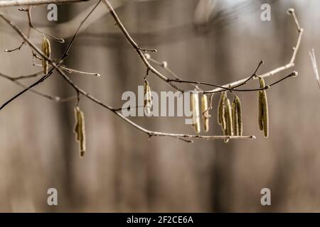 Blüten von Corylus avellana, der gemeinsamen Hasel Stockfoto