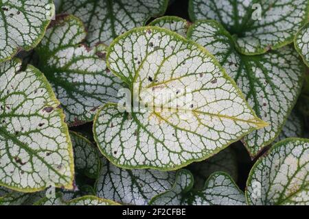 Brunnera macrophylla 'Jack Frost' Blätter. Stockfoto