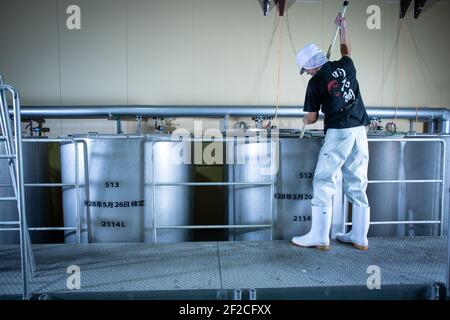 Herstellung von japanischem Sake, Gärung von Sake durch Brauer in der Sake Brewery in Akashi, Präfektur Hyogo, Japan. Stockfoto