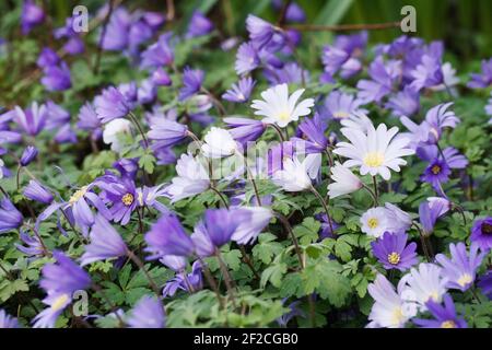 Anemone blanda wächst im Garten. Stockfoto