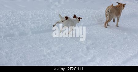 Jack Russell Terrier im Schnee, der einem Labrador nachläuft Stockfoto