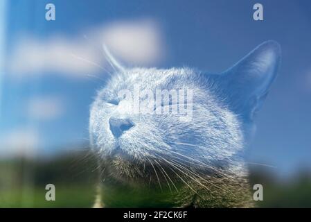 Kopf Porträt durch das Fenster Glas von niedlichen russischen blauen Katze mit geschlossenen Augen Sonnenbaden auf der Fensterbank. Blauer Himmel mit Wolken und Bäumen reflecti Stockfoto