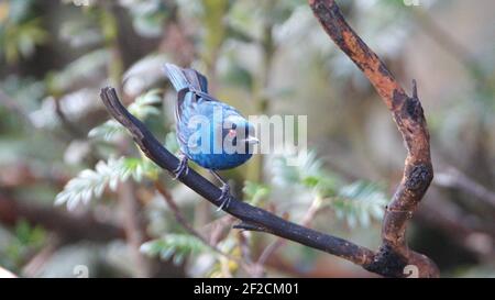 Maskierter Blütenpiercer (Diglossa cyanea) in einem Baum im Yanacocha Reservat, außerhalb von Quito, Ecuador Stockfoto