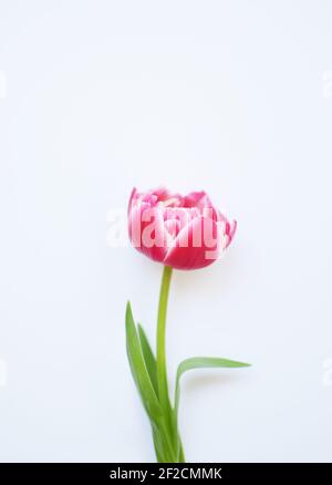 Eine zarte Pfingstrose rote Tulpe mit grünen Blättern auf einem rosa Hintergrund. Stockfoto