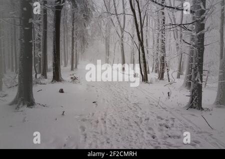Schneebedeckter Weg zwischen den Bäumen in einer gefrorenen Winterwaldlandschaft. Weihnachten und Neujahrsstimmung. Stockfoto