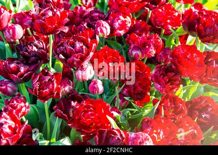 Schöne Nahaufnahme Bild von Burgund Doppel späten Tulpen, sind auch bekannt als Pfingstrosen-blühenden Tulpen, im Licht der Sonne. Istanbul Tulip Festival, T Stockfoto