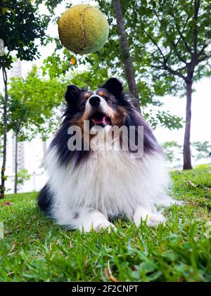 Shetland Shepherd Hund auf dem Gras gehalten mit seinen Augen auf dem Tennisball und Bäume im Hintergrund fixiert. Stockfoto