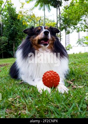 Shetland Shepherd Hund im Gras mit kleinen roten Ball und Bäumen im Hintergrund festgehalten. Stockfoto