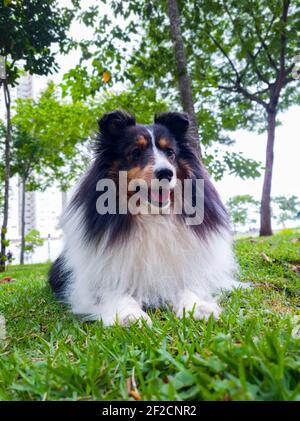 Shetland Shepherd Hund im Gras und Bäume im Hintergrund festgehalten. Vorderansicht. Stockfoto