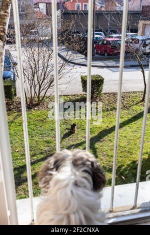 Zagreb, Kroatien-7th. März 2021: Pelzigen Hund beobachten Hauskatze im Gras unter dem Balkon sitzen Stockfoto