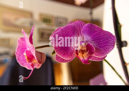 Schöne rosa Orchideenblüten blühen im häuslichen Interieur Stockfoto