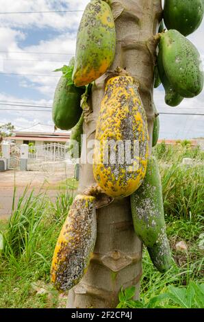 Long Papaya Mit Asperisperium Caricae Krankheit Stockfoto