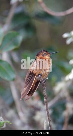 Leuchtender Sonnenstrahl (Aglaeactis cupripennis) Kolibri auf einem Zweig im Yanacocha Reservat, außerhalb von Quito, Ecuador Stockfoto