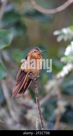 Leuchtender Sonnenstrahl (Aglaeactis cupripennis) Kolibri auf einem Zweig im Yanacocha Reservat, außerhalb von Quito, Ecuador Stockfoto