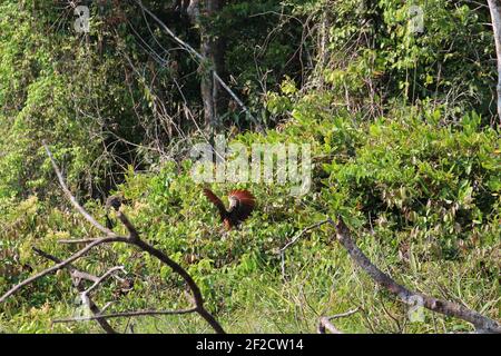 Ein Hoatzin-Vogel, Flügel ausgebreitet, Vorbereitung für den Flug im Amazonas-Regenwald in Madre de Dios, Peru Stockfoto