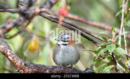 Rotbarsch (Zonotrichia capensis) in einem Baum im Yanacocha Reservat, außerhalb von Quito, Ecuador Stockfoto