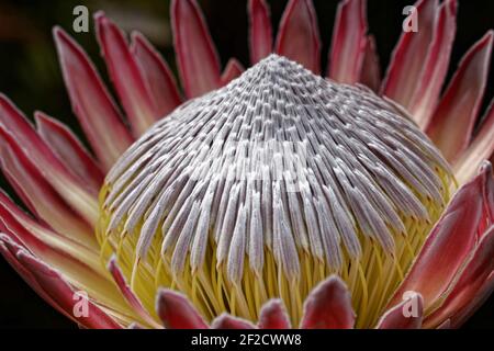 Protea cynaroides, genannt der König protea, ist auch bekannt als Riese protea, Honigtopf oder König Zucker Busch. Stockfoto