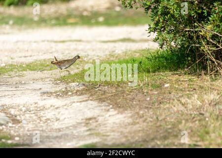 Europäische oder gemeine Bahn, (Rallye aquaticus) in der albufera, Mallorca See, auf der Suche nach kleinen Krebstieren zu essen, Stockfoto