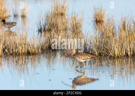 Eurasische Curlew Numenius arquata waten Feuchtgebiet auf der Suche nach Nahrung Im Naturpark von mallorca spanien Stockfoto