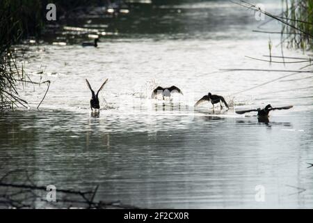 Gemeiner Ruß, (Fulica atra) Herde von wilden Wasservogel in einem See, unter Flucht, unter Schilf und Schilf, frühen Frühling, Tierwelt im Naturpark mallorca s Stockfoto