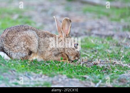 Europäisches Kaninchen (Oryctolagus cuniculus), liegt am Ufer des Feuchtgebiets, Naturpark von mallorca spanien Stockfoto