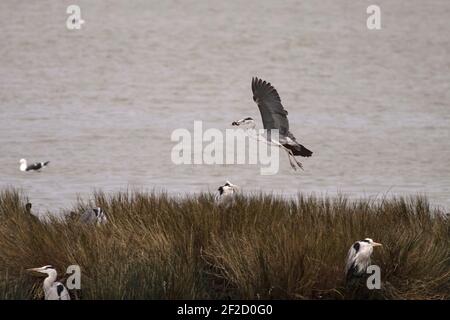 Großer Reiher im Flug mit einem lebendigen Aal im Schnabel. Douro Fluss, nördlich von Portugal. Stockfoto