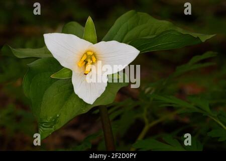 WESTERN White Trillium im Schatten öffnet seine weißen Blütenblätter Ein Highlight in der Dunkelheit des Waldes zu geben Boden des Snoqualmie-Tals im Frühjahr Stockfoto