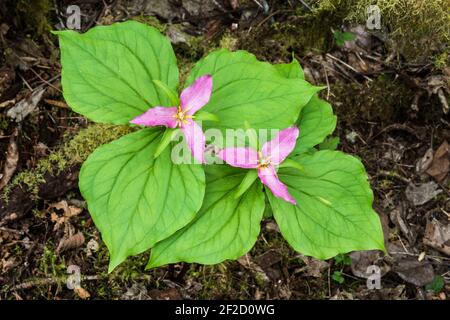 Ein Paar rosa trillium ovatum, während die Blüten beginnen zu beginnen Verblassen Sie im Frühjahr auf dem Waldboden in der Snoqualmie Tal des Staates Washington Stockfoto