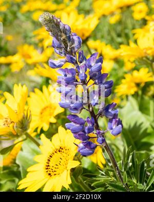 Lila Lupine steht in einem Feld von gelben Balsamroot in Die Columbia Gorge entlang der Grenze zwischen Washington und Oregon Stockfoto