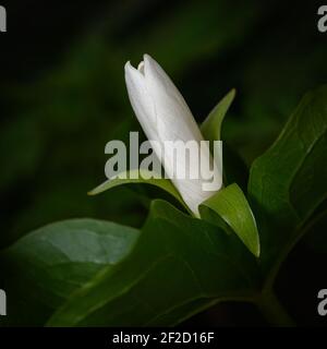 Trillium Blume beginnt sich zu öffnen und enthüllt die zarte weiße Blume Und dunkelgrüne Blätter des frühen Frühlings Stockfoto