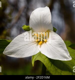 Delicate Pacific Northwest Trillium öffnet sich auf dem Waldboden in Im frühen Frühling zeigt sich eine zarte weiße und gelbe Blume Stockfoto