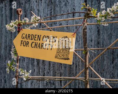 Yellow NGS Garden geöffnet für Charity Seufzer auf einem Bambus Tframe mit ausgebildetem Kirschbaum gegen gewellten Hintergrund bei Woodlands Farm Wales Stockfoto