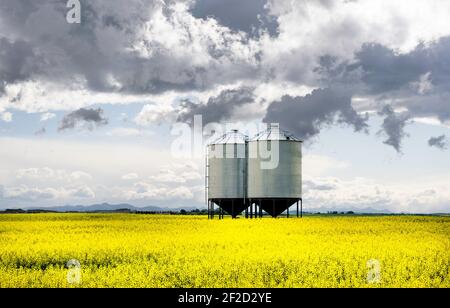 Zwei große Metallkornsilos sitzen leer auf einem blühenden gelben Rapsfeld auf den kanadischen Prärien unter einem Gewitterhimmel. Stockfoto