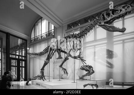 Brüssel, Belgien; Januar 23th 2020: Allosaurus Fossil im Museum der Naturwissenschaften Belgiens Stockfoto