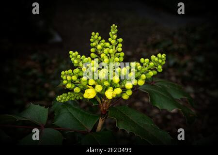 Mahonia aquifolium gelbe Blüten einer Oregon Traube oder Stechpalme Berberbeere Stockfoto