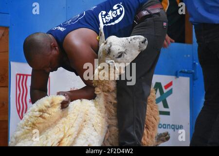 Shearer vertritt Südafrika bei den World Shearing Championships, Frankreich 2019 Stockfoto