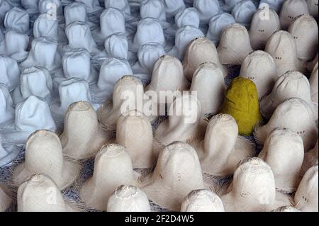 Herstellung von unfertigen Panama Hüten von Hand in Ecuador. Stockfoto